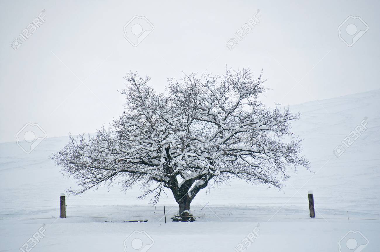 雪の木 s-200701092210513032.jpg