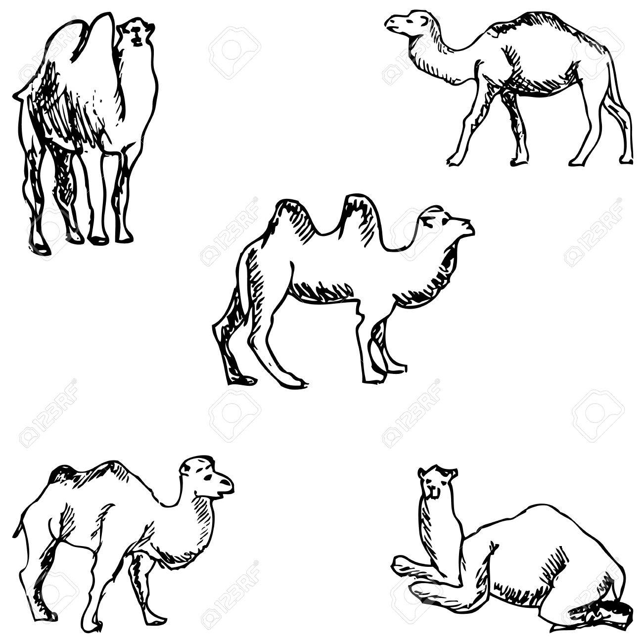 Camellos. Un Bosquejo A Mano. Dibujo A Lápiz. Imagen Del Vector  Ilustraciones svg, vectoriales, clip art vectorizado libre de derechos.  Image 67876110