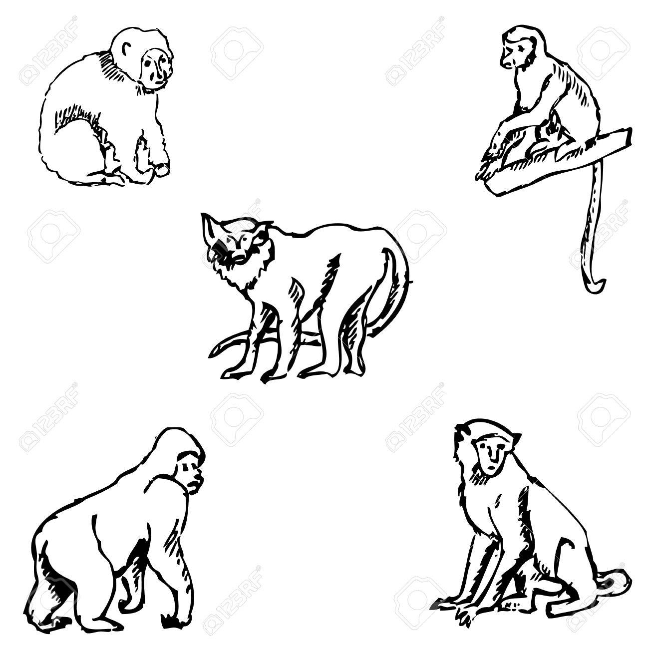 猿 手でスケッチ 鉛筆画します ベクトル画像のイラスト素材 ベクタ Image 猿 手でスケッチ 鉛筆画します ベクトル画像のイラスト素材 ベクタ Image