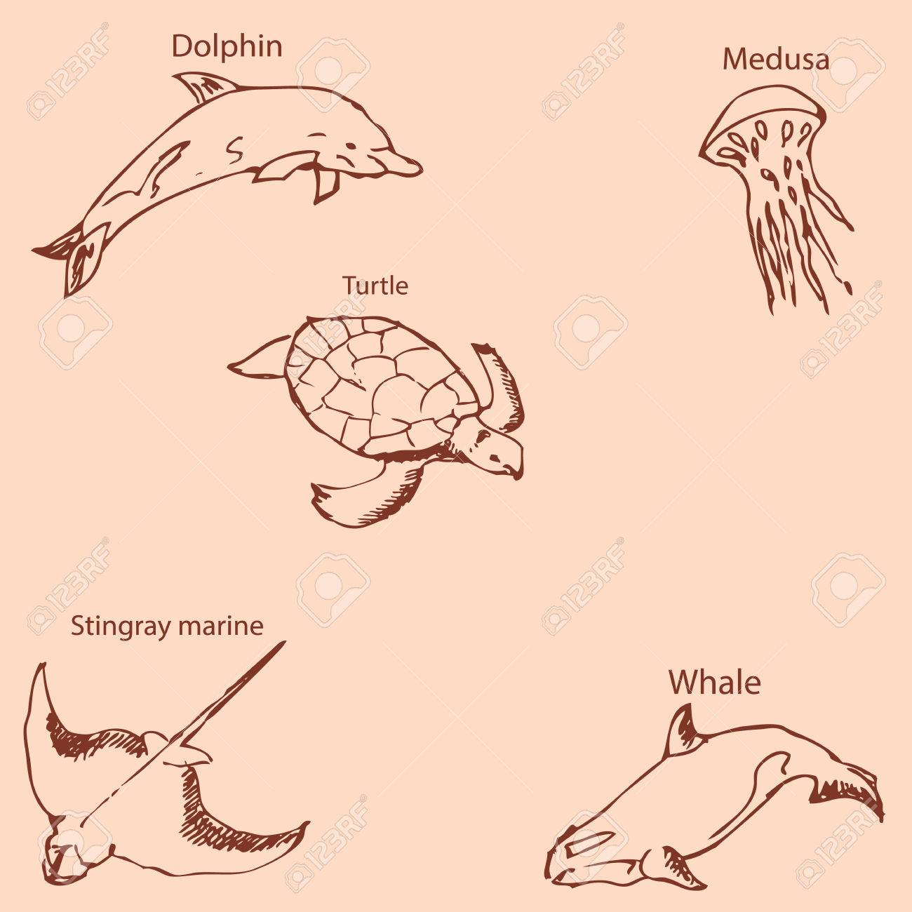 Marine inhabitants with names pencil sketch by hand vintage colors vector image stock