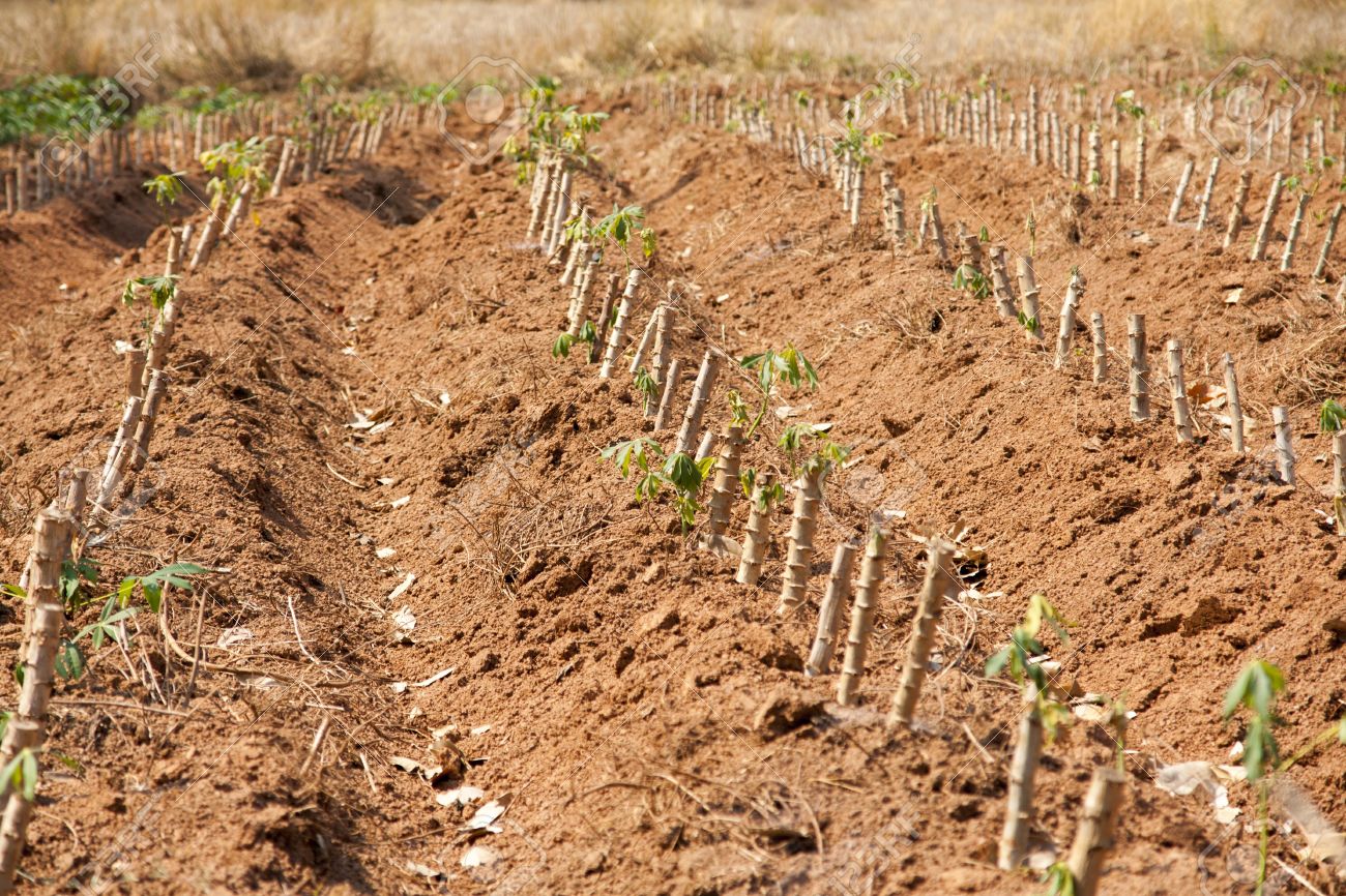 cassava farm cassava farm
