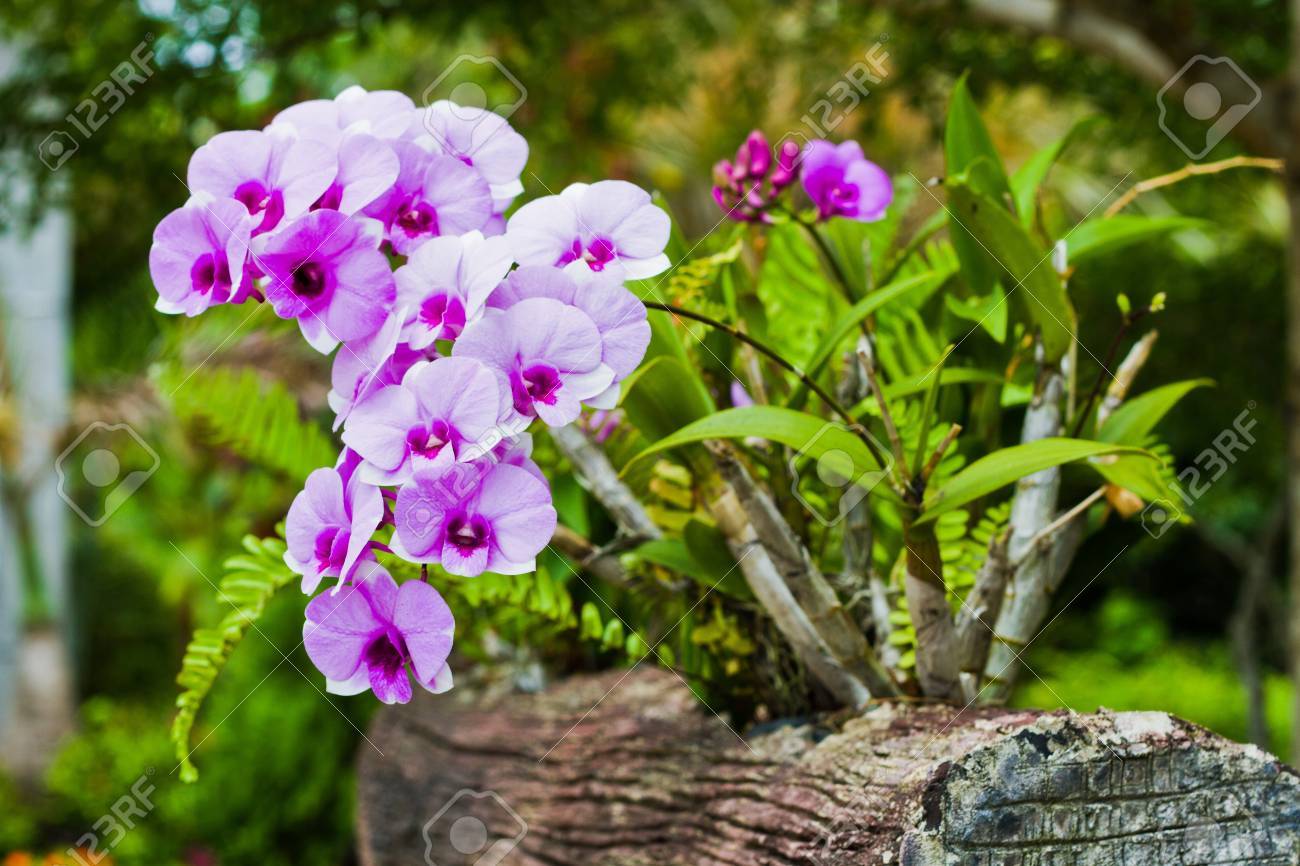 Vibrant Purple Tropical Orchid Flower 