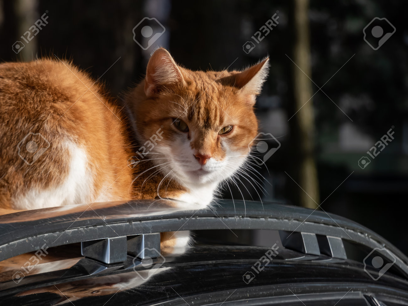 etiam-dictum-ipsum-a-felis