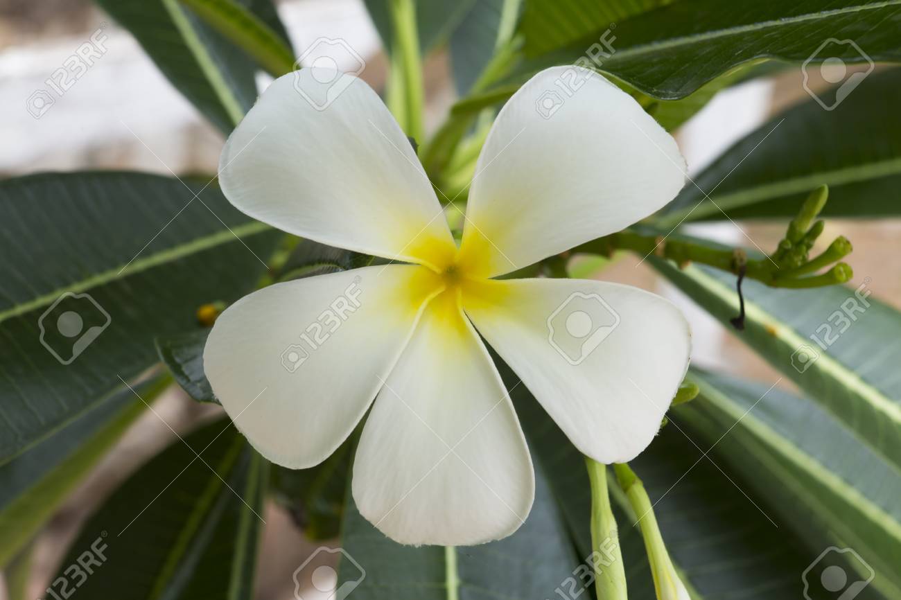 plumeria flowers on a tree paper flower plumeria paper flower