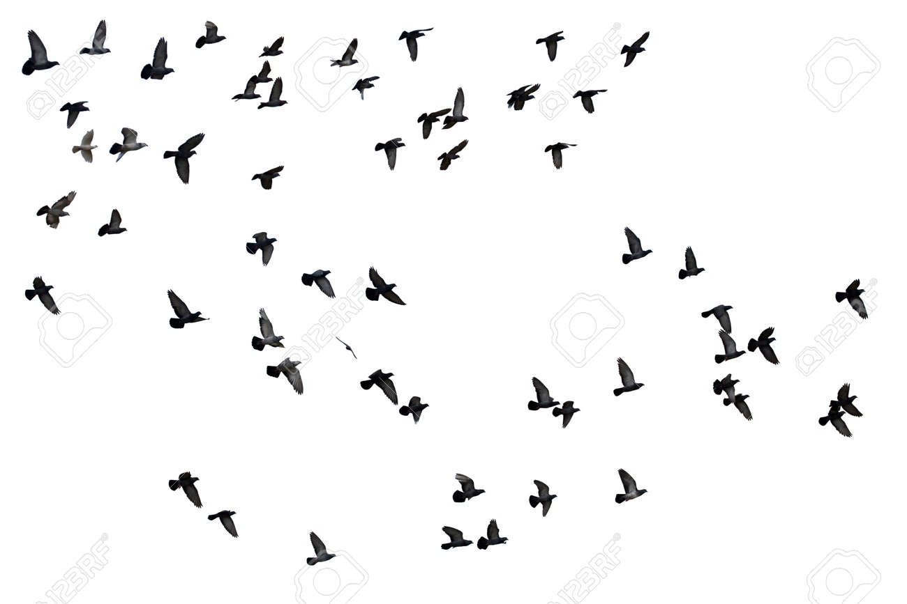Flocks of flying pigeons isolated on white background. - 141751336 Flocks of flying pigeons isolated on white background. - 141751336