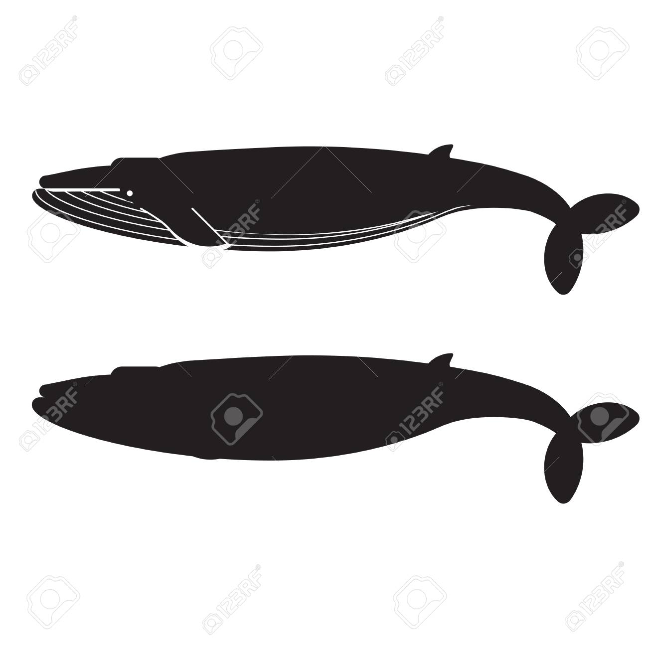 アウトライン スタイルのザトウクジラ シロナガスクジラ アイコン 巨大な鯨のロゴやラベルのテンプレートです の写真素材 画像素材 Image