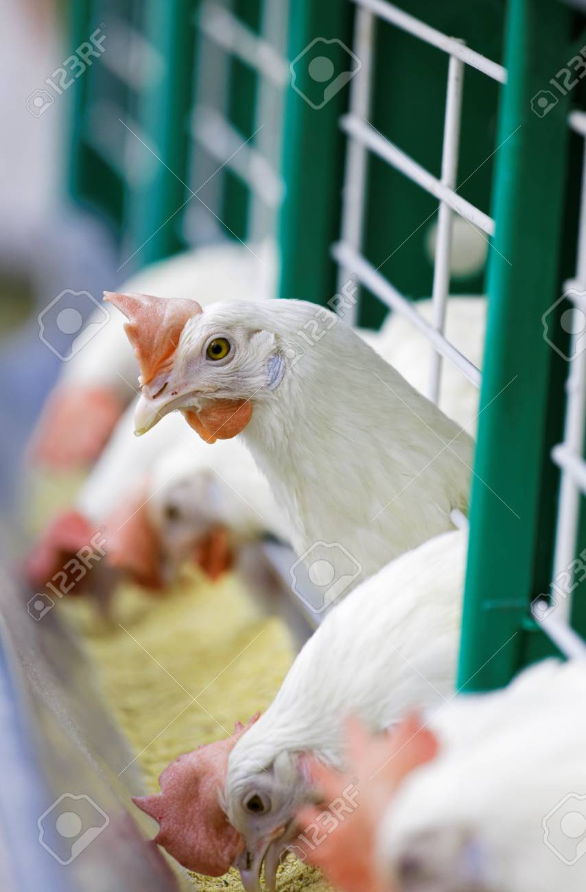 エサ入れでケージの鶏 の写真素材 画像素材 Image