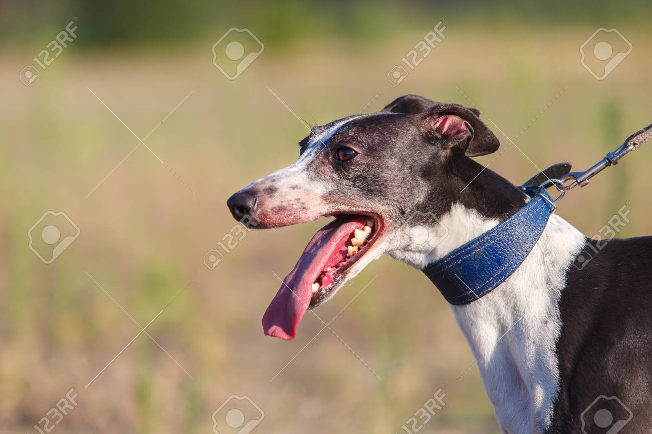 おばさん コーラス チップ ウィペット レース Yyaegaki Jp