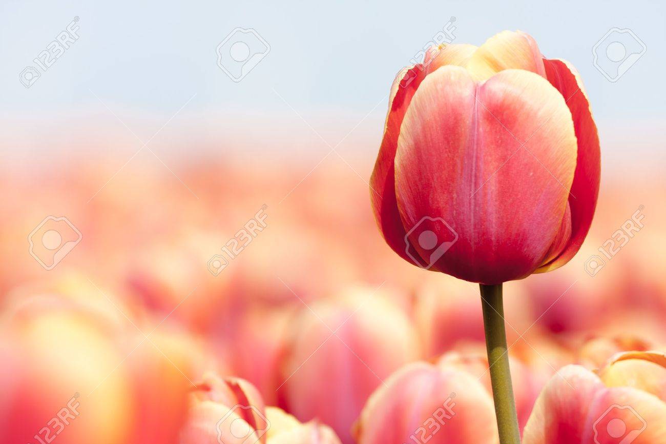 Pink tulip photographed with a selective focus and a shallow depth of field - 11713623 Pink tulip photographed with a selective focus and a shallow depth of field - 11713623