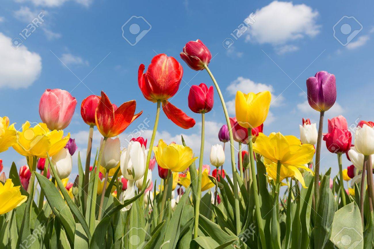 Beautiful colorful tulips against a blue sky with clouds - 19574733 Beautiful colorful tulips against a blue sky with clouds - 19574733