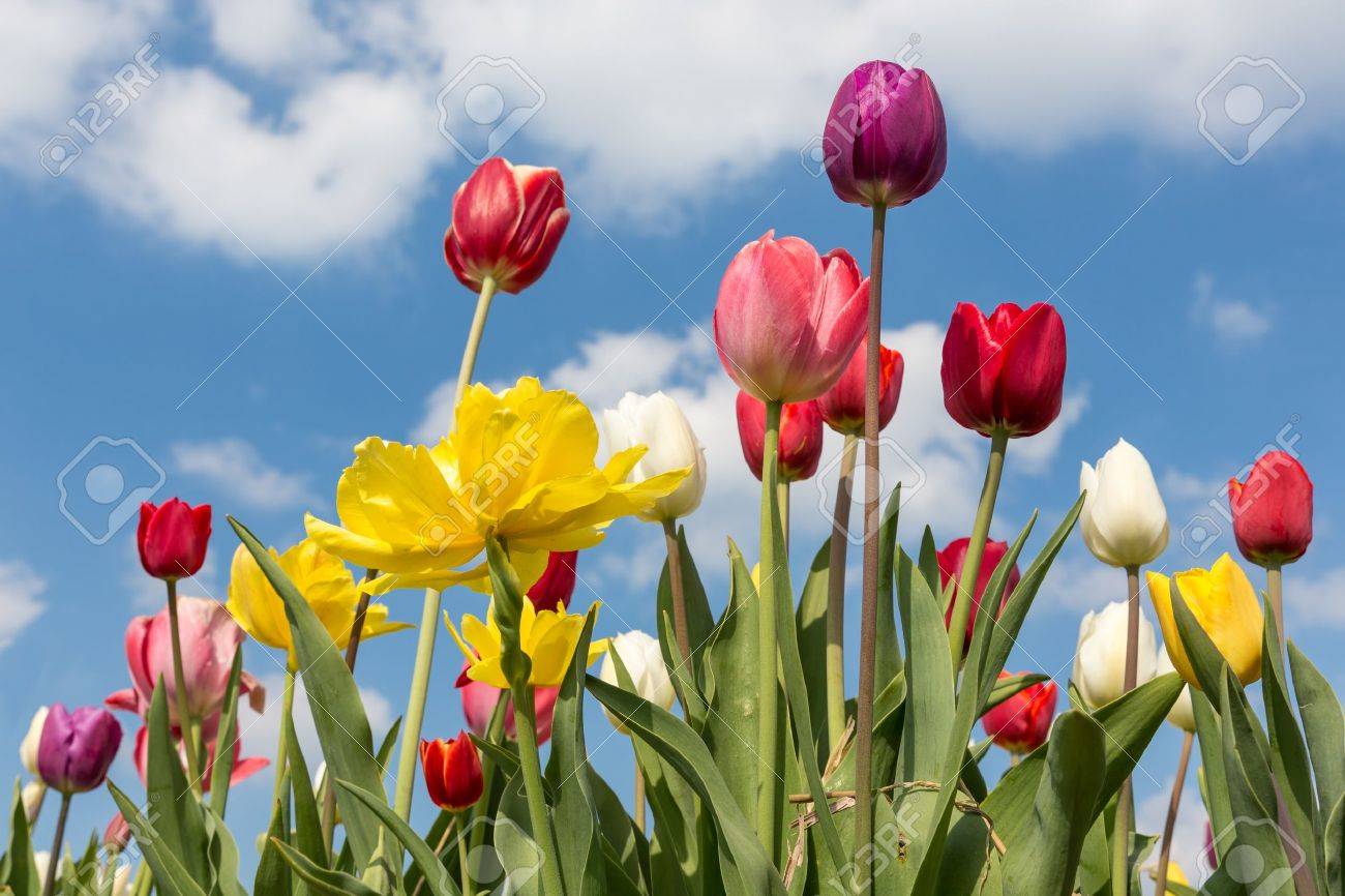 Beautiful colorful tulips against a blue sky with clouds - 19536117 Beautiful colorful tulips against a blue sky with clouds - 19536117
