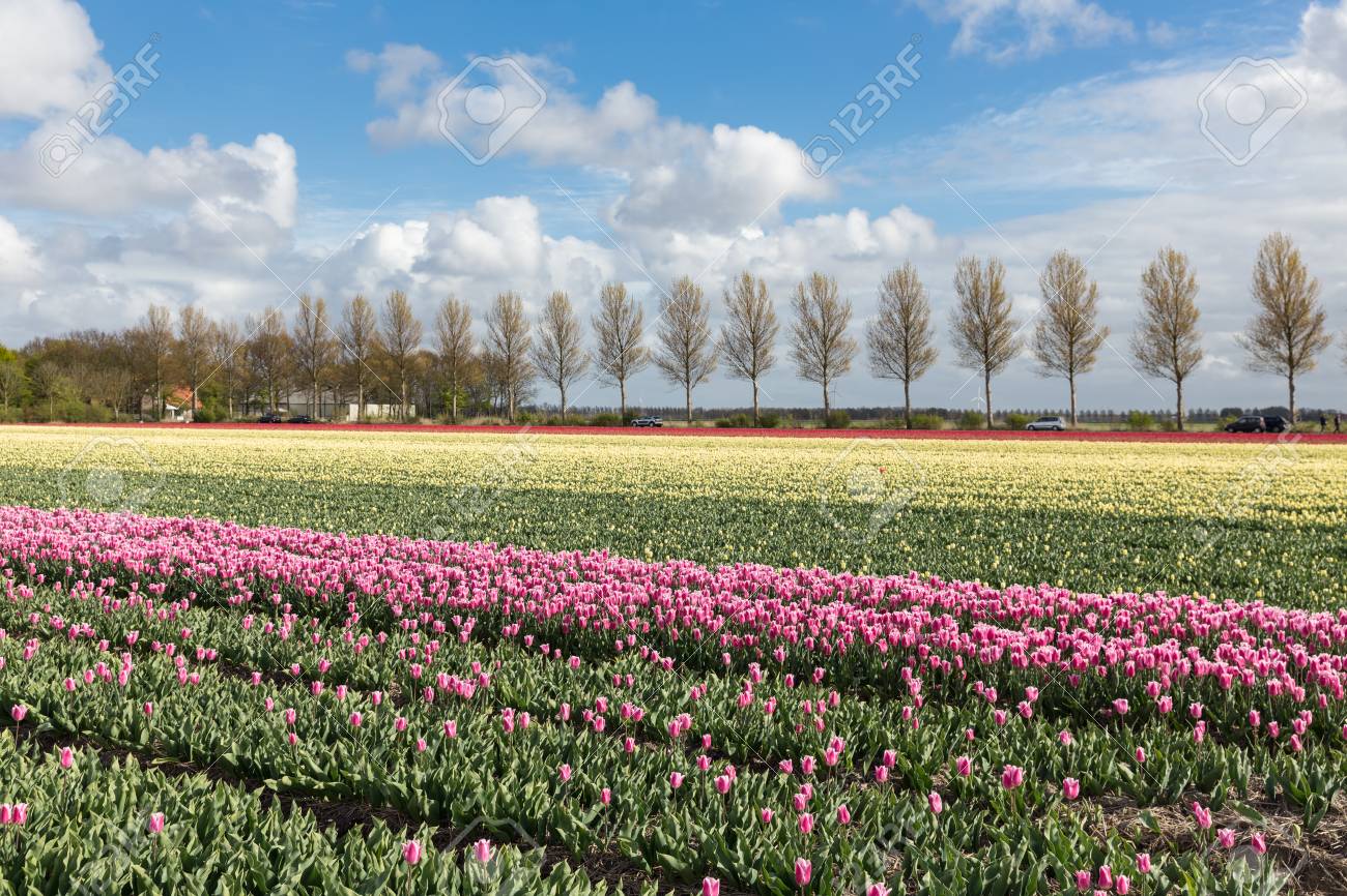 オランダ農地田舎道とカラフルなチューリップ畑 の写真素材 画像素材 Image