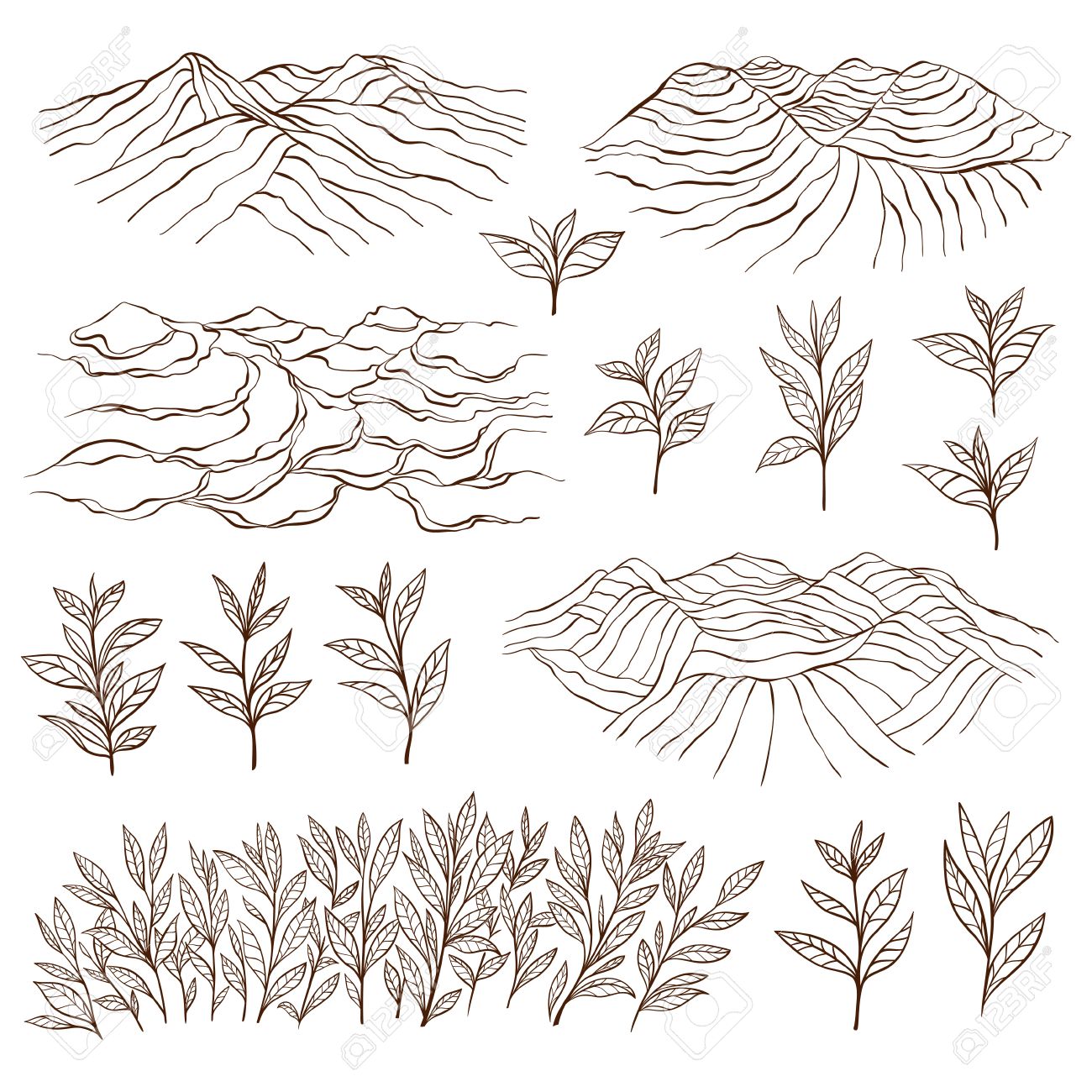 Tea plantations and plants. Tea garden on the hill. Tea bush. Tea leaves. Hand drawn vector illustration. - 57484273 Tea plantations and plants. Tea garden on the hill. Tea bush. Tea leaves. Hand drawn vector illustration. - 57484273