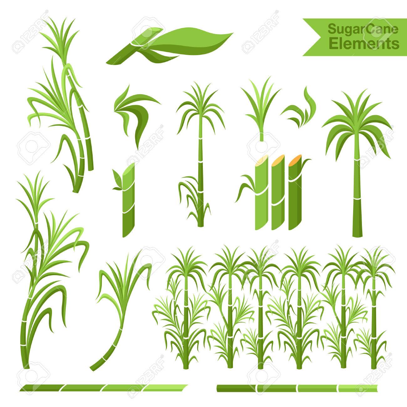 Sugar cane decoration elements. Collection of elemnts for design, - 62600934 Sugar cane decoration elements. Collection of elemnts for design, - 62600934