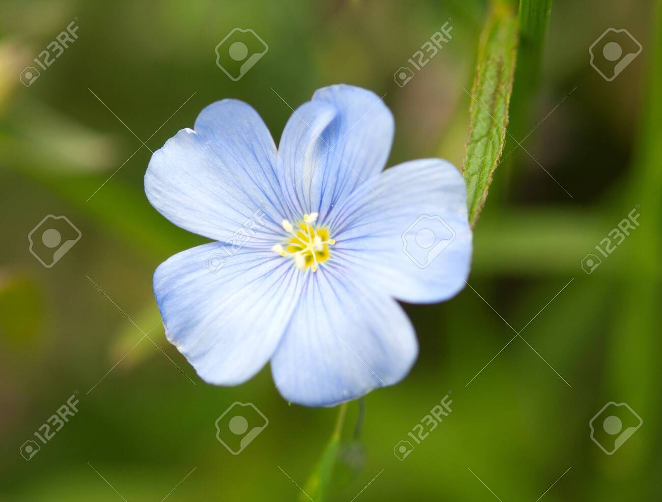 etiam-dictum-ipsum-a-felis