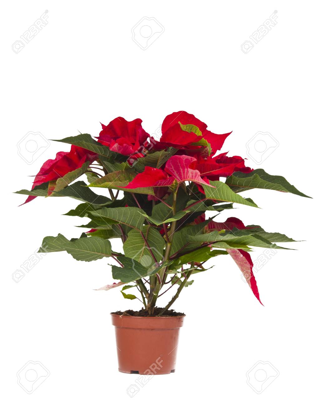 Stella Di Natale Rosa.Immagini Stock Stella Di Natale E Un Fiore Di Natale Tradizionale E Noto Come Bethlehem Star In Alcuni Paesi Image 16316373