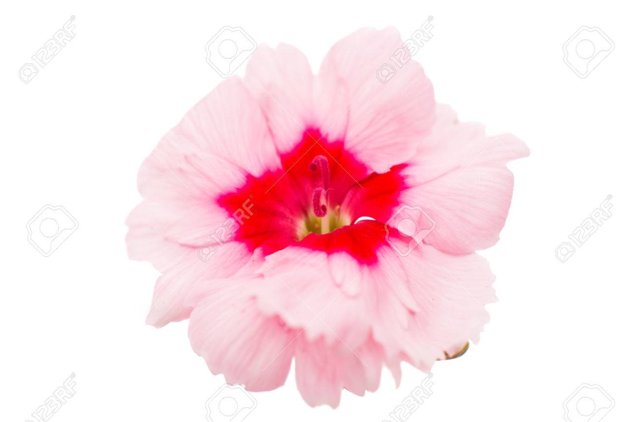 白い背景で隔離赤い中心のかわいい小さなピンクの撫子カーネーション花 の写真素材 画像素材 Image 28541869