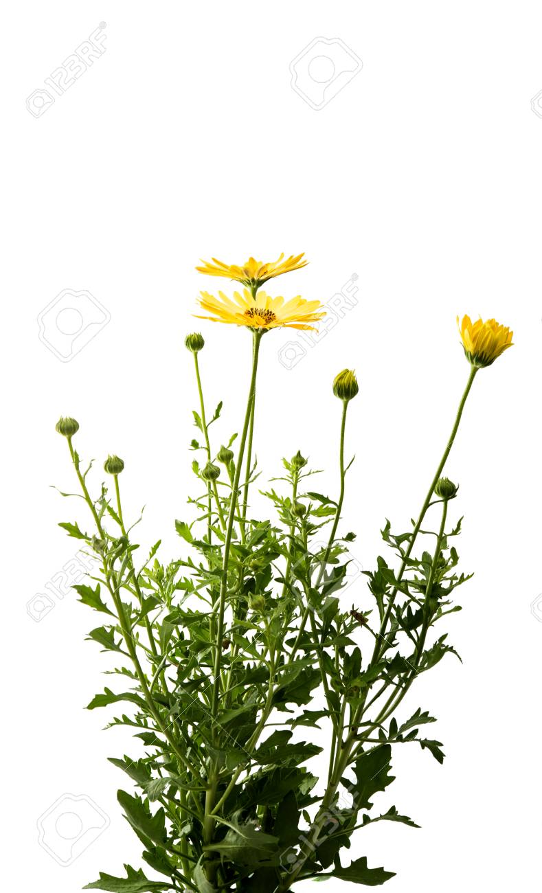 黄色のデイジーの白い背景を持つ葉します の写真素材 画像素材 Image