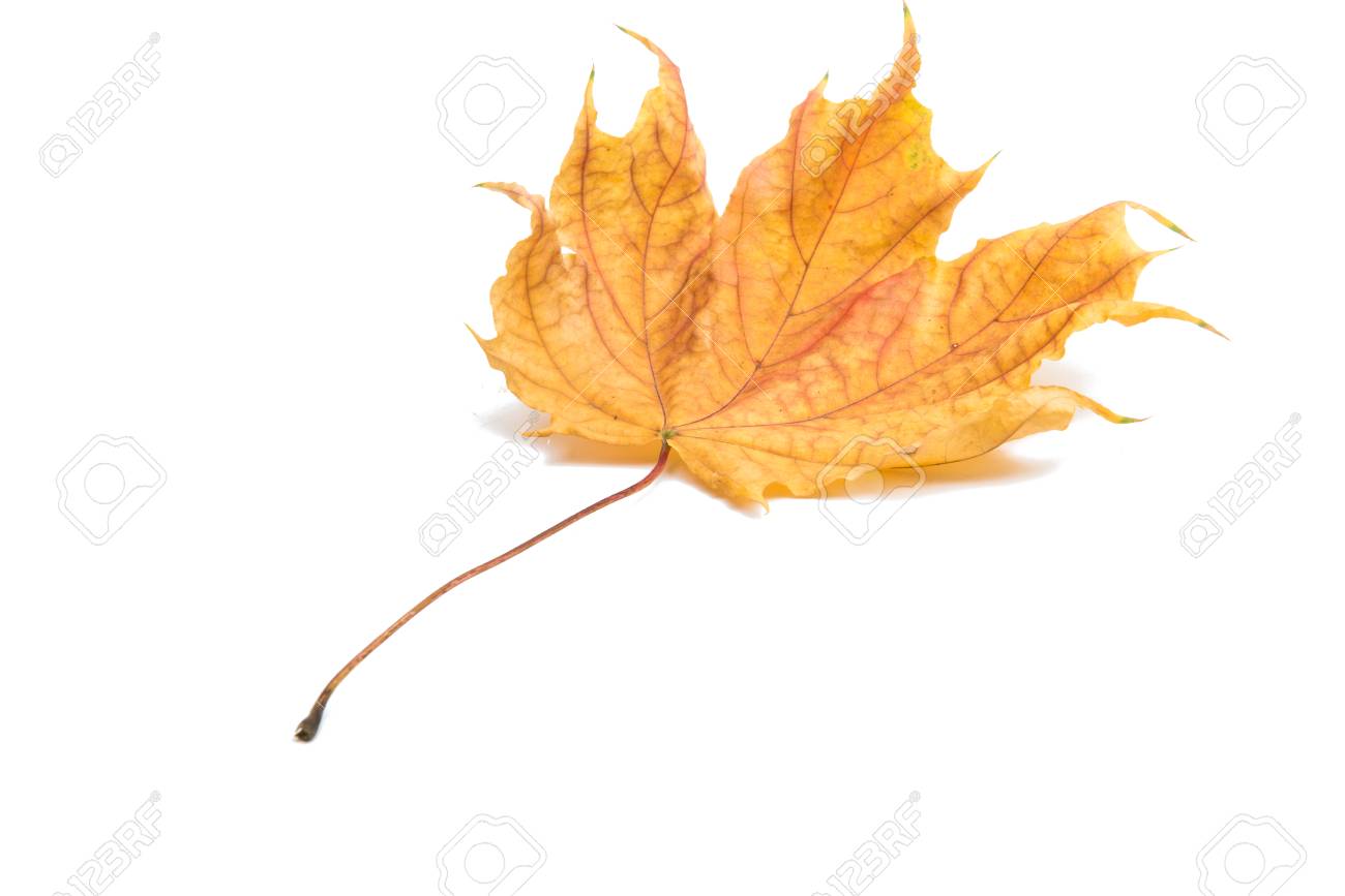 autumn maple leaf on a white background stock photo picture and