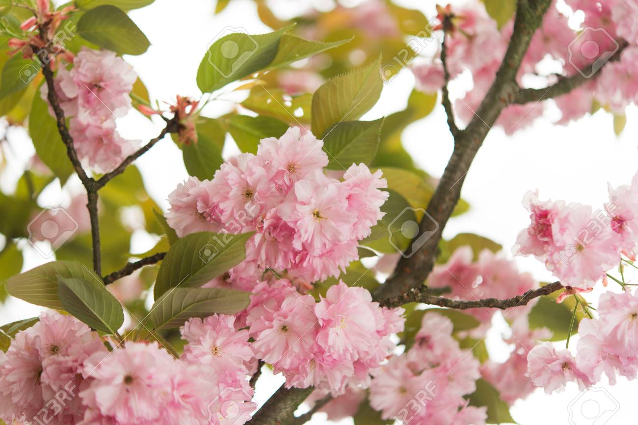 春の樹木のさくら花 の写真素材 画像素材 Image