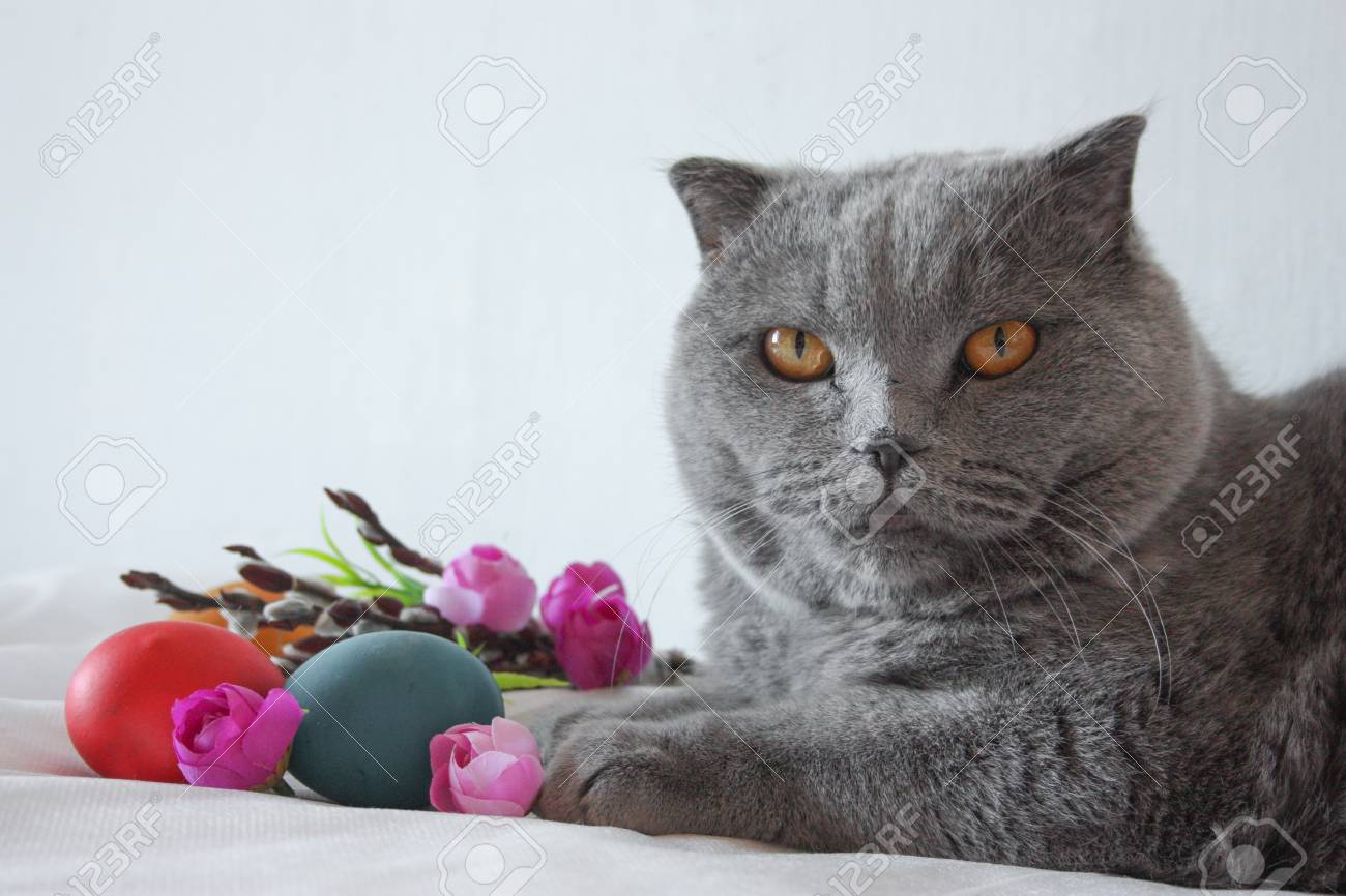 イースターエッグ 赤 琥珀色の目を持つ種のゴールドと柳 灰色猫と白の背景に花と緑 あなたのデザインのための写真 の写真素材 画像素材 Image