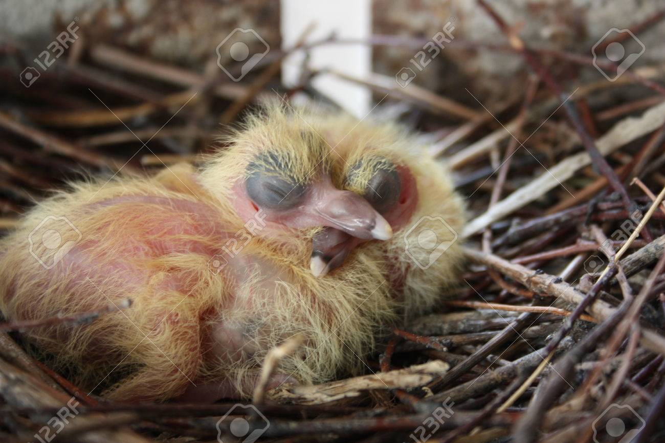 鳩の雛 2 個セット 枝の巣 互いの上に寝る 目を閉じて 1 歳の誕生日 のみ孵化 あなたのデザインのための写真 の写真素材 画像素材 Image