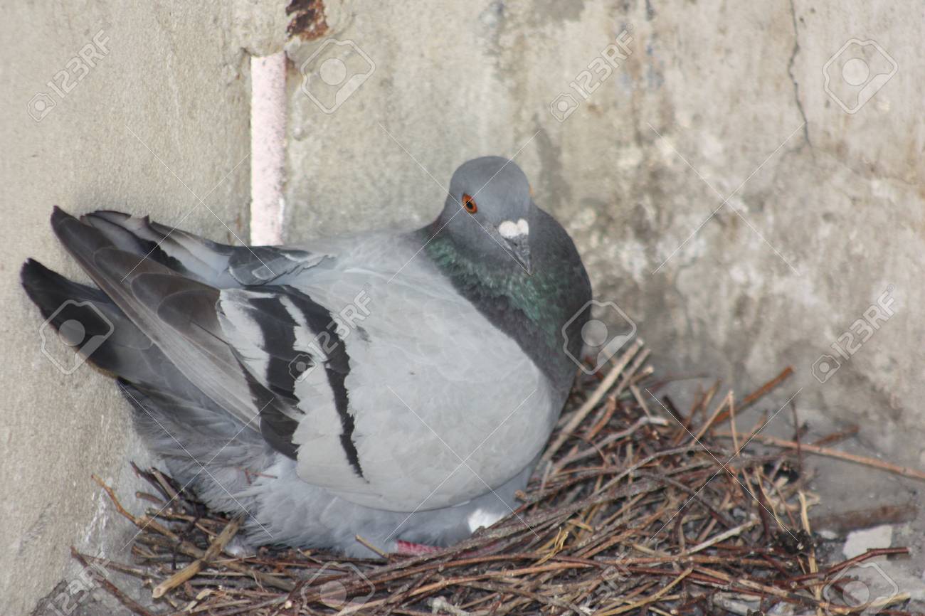 Ovos Do Portal Do Pombo No Ninho Close Up Tiro Nas Condicoes Da Cidade Foto Para O Seu Projeto Fotos Retratos Imagenes Y Fotografia De Archivo Libres De Derecho Image 82246664
