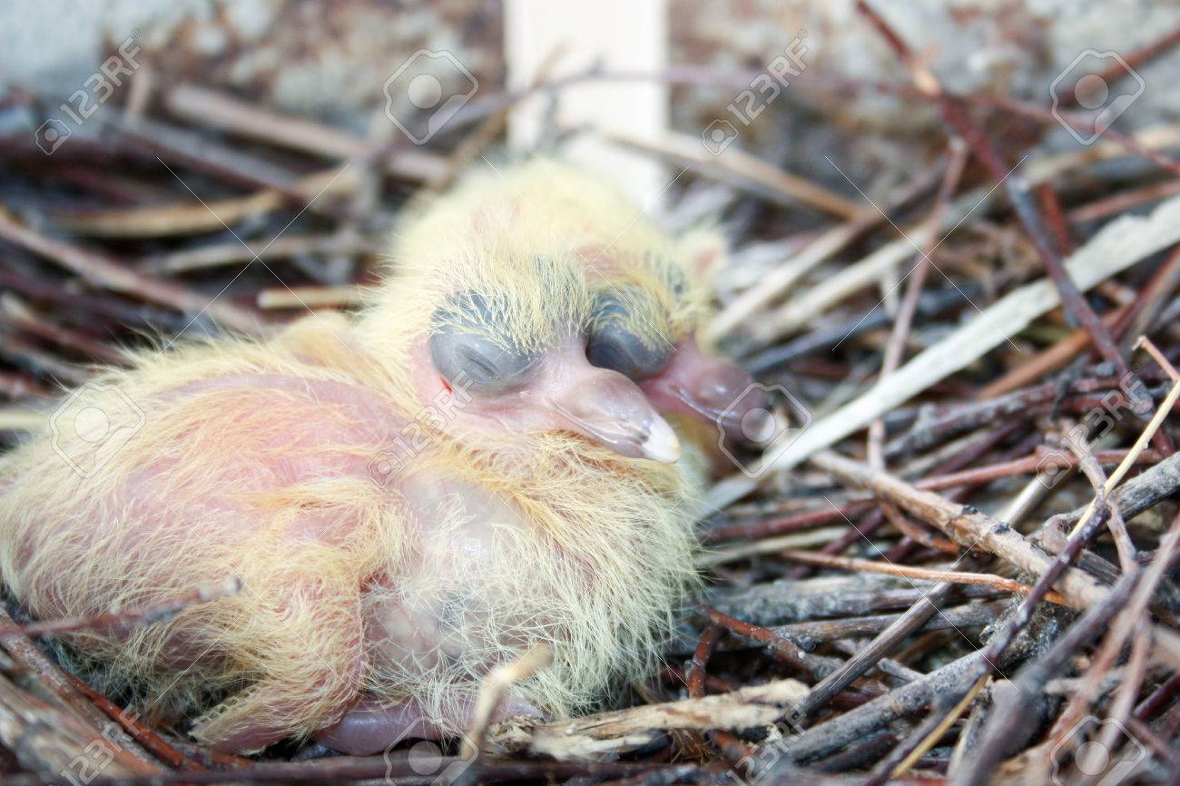 鳩の雛 2 個セット 枝の巣 互いの上に寝る ショルダーは肩に 目を閉じて 1 歳の誕生日 のみ孵化 あなたのデザインのための写真 の写真素材 画像素材 Image