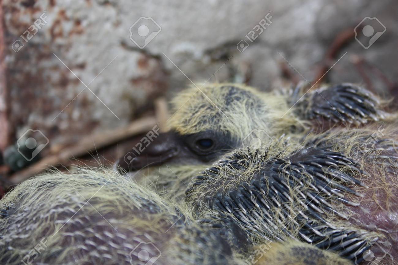 弟と一緒に寝ている赤ちゃんの鳩 2 つの厚さ 栄養の十分な鳩 巣の枝に翼を新興の暗くて鋭い尾フェザリング コンクリート スラブの間で の写真素材 画像素材 Image