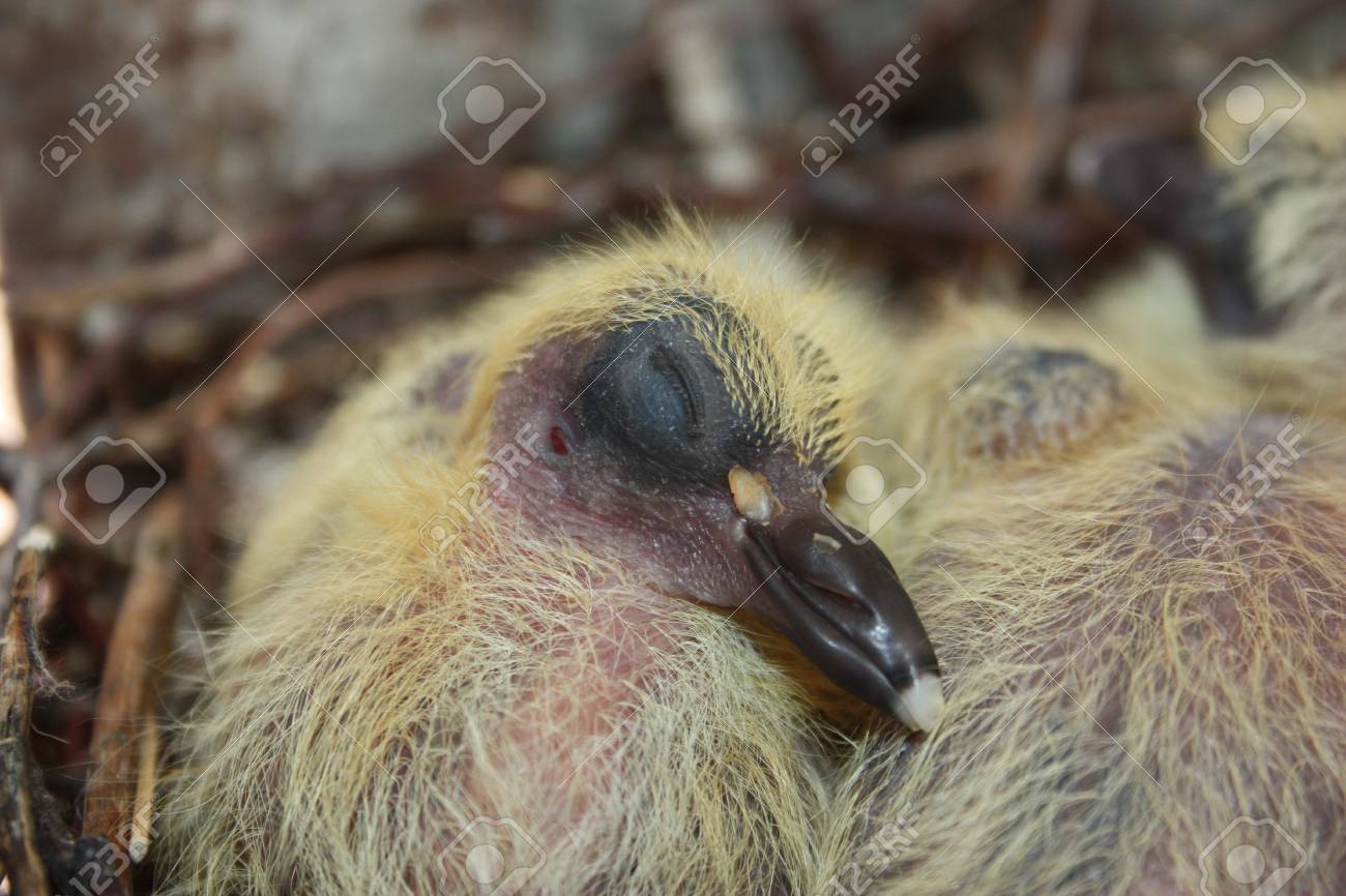 Nid D Une Colombe La Faune Dans La Ville Bebe Pigeon Dormant Sans Plumage Petit Avec Des Peluches Jaunes Dans Les Branches Du Nid Banque D Images Et Photos Libres De Droits Image