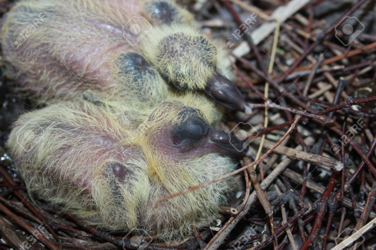 鳩の巣 都市の野生動物 弟と一緒に寝ている赤ちゃんの鳩 2 つのハト なしの羽 小さい 巣の枝に黄色の綿毛 の写真素材 画像素材 Image 鳩の巣 都市の野生動物 弟と一緒に寝ている赤ちゃんの鳩 2 つのハト なしの羽 小さい 巣の枝に黄色の綿毛 の写真素材 画像素材 Image
