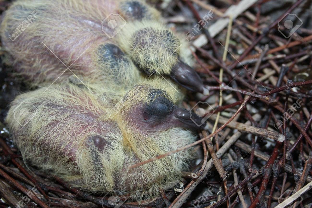 鳩の巣 都市の野生動物 弟と一緒に寝ている赤ちゃんの鳩 2 つのハト なしの羽 小さい 巣の枝に黄色の綿毛 の写真素材 画像素材 Image