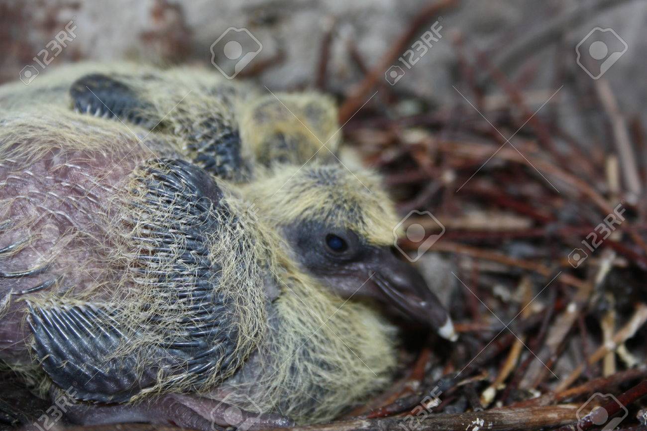 鳩の巣 都市の野生動物 弟と一緒に寝ている赤ちゃんの鳩 2 つのハト 新興の羽 小さい 巣の枝に黄色の綿毛 の写真素材 画像素材 Image