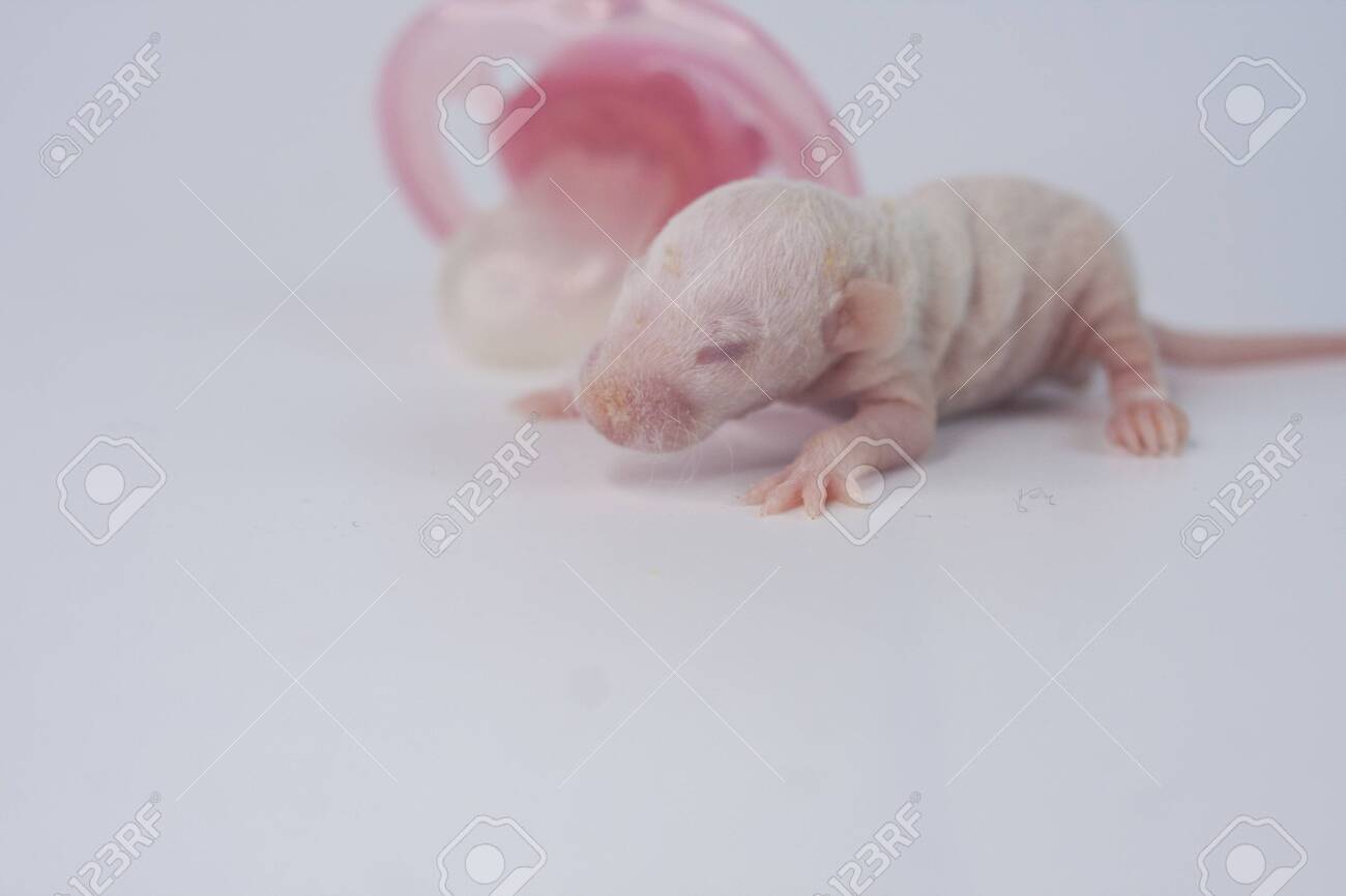 The Concept Of The First Steps Newborn Baby Rat Crawling Little Stock Photo Picture And Royalty Free Image Image