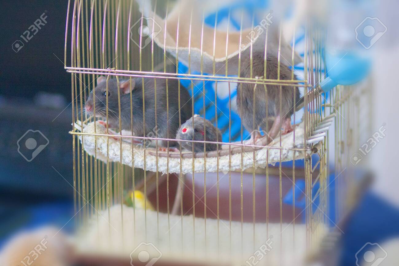 rat house for cage