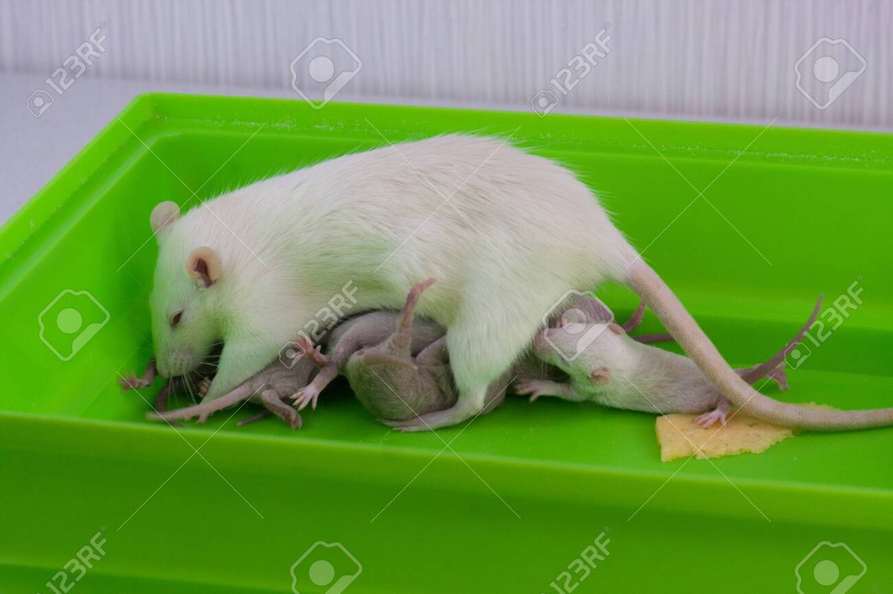 Rats Family Breast Feeding Little Kids And Mom On A Green Cage Stock Photo Picture And Royalty Free Image Image