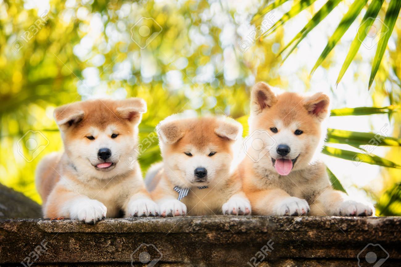 赤い新年秋田犬の子犬3匹が自然の中で日光浴中の階段に座っている の写真素材 画像素材 Image 赤い新年秋田犬の子犬3匹が自然の中で日光浴中の階段に座っている の写真素材 画像素材 Image