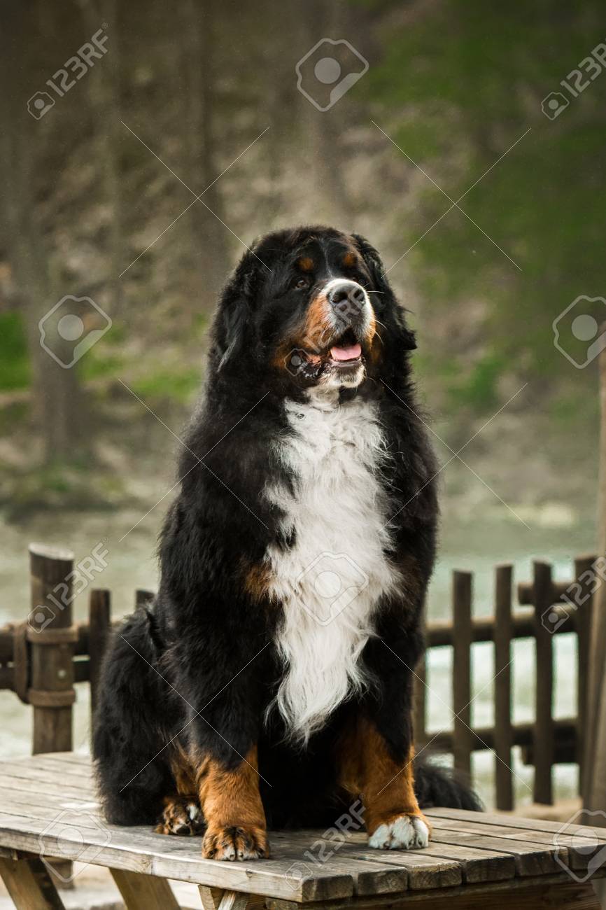 mountain dog big