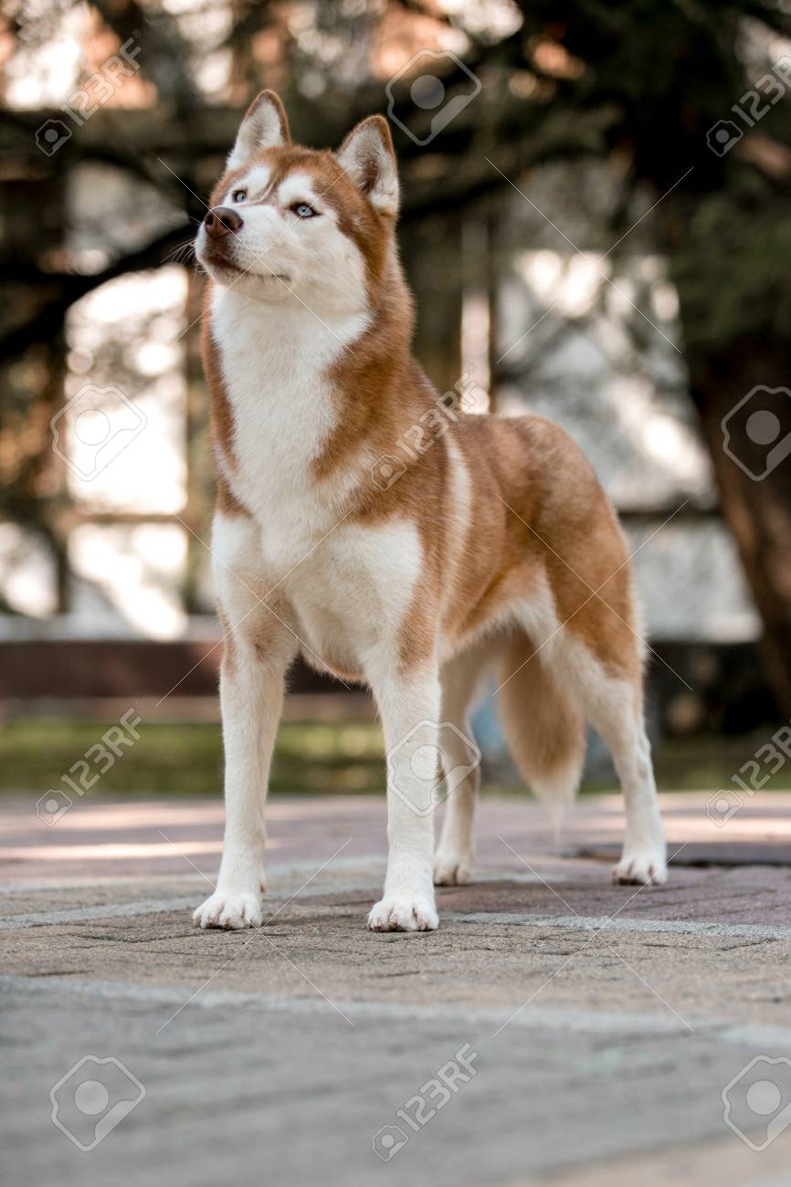 Siberian Chocolate Husky Dog Stands And Looks Ahead Bright Green Trees And Grass Are On The Background Stock Photo Picture And Royalty Free Image Image 113594753