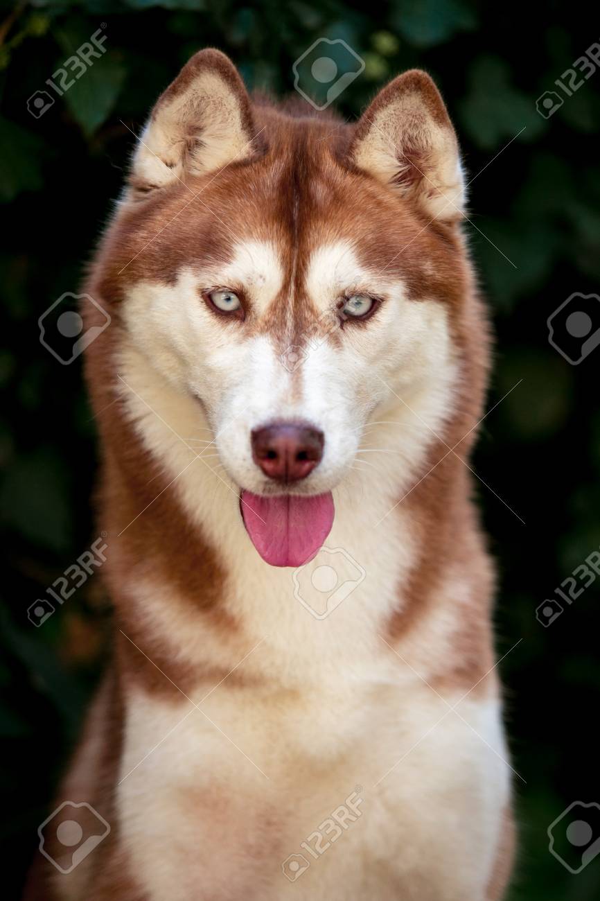 huskies chocolate