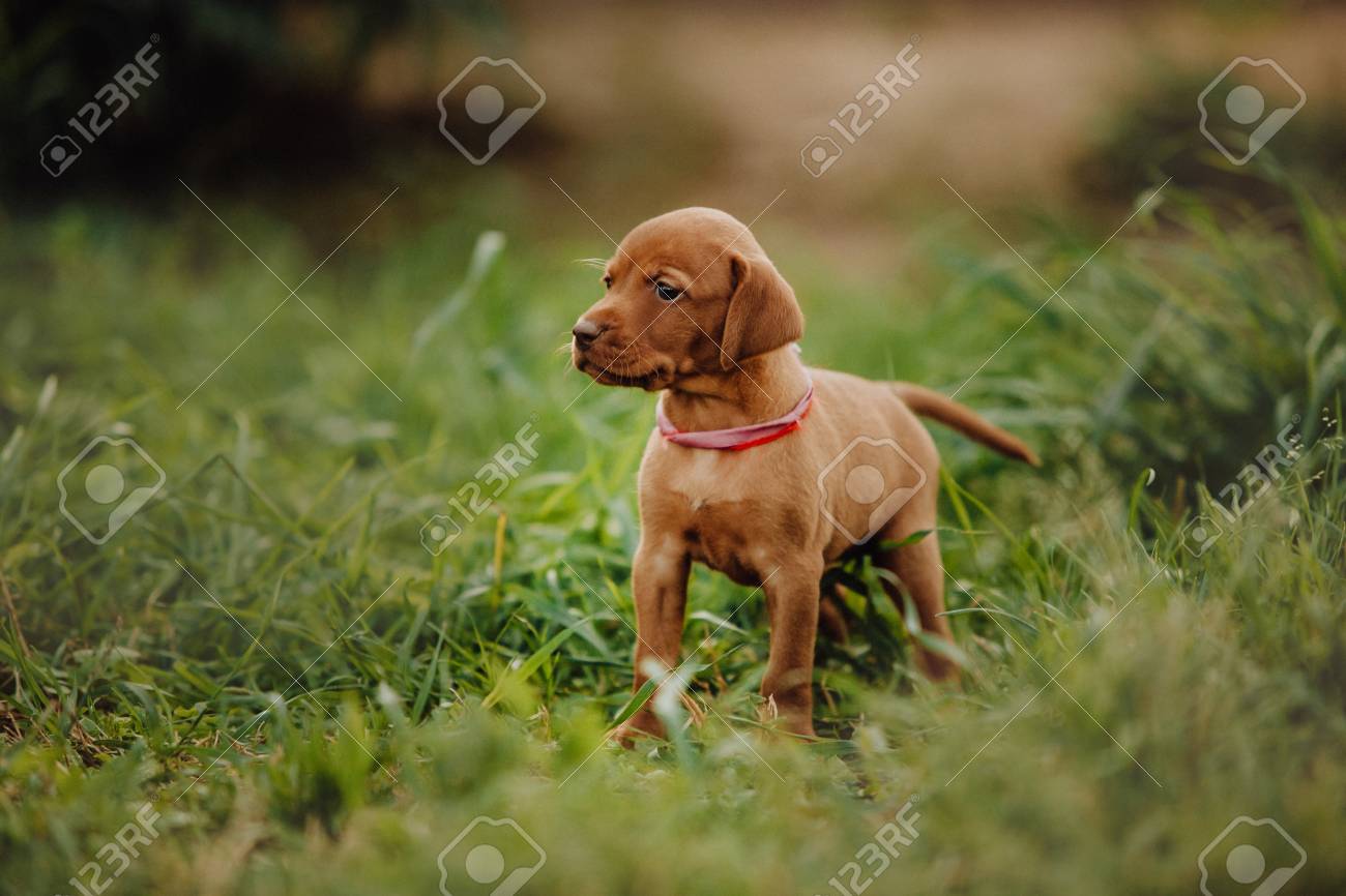 vizsla pointing
