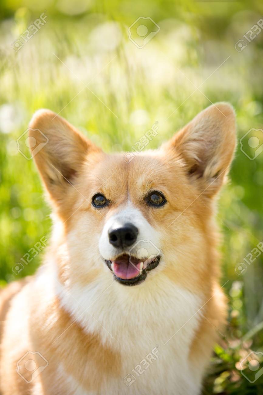 cool corgi
