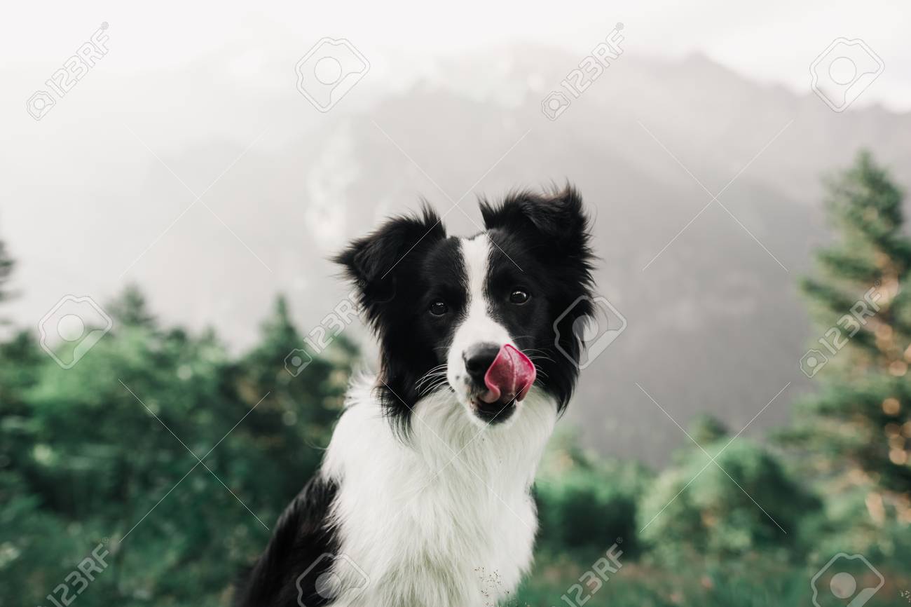 Portrait Beautiful Black And White Dog Border Collie In Field