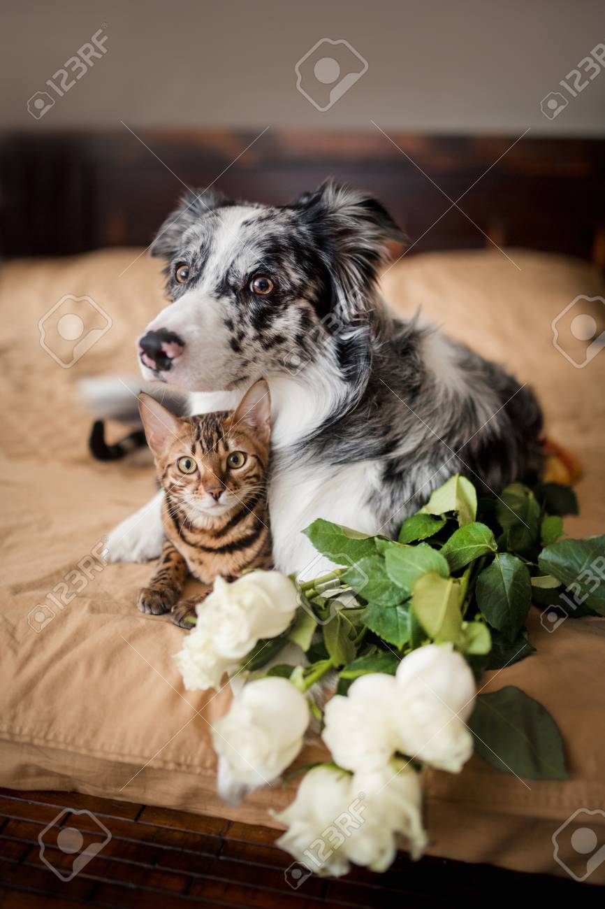 border collie good with cats