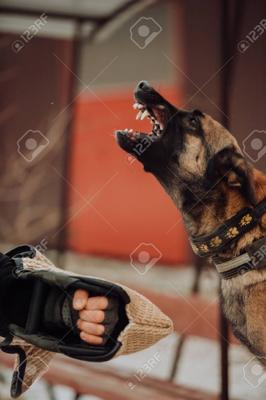 german shepherd leash aggression