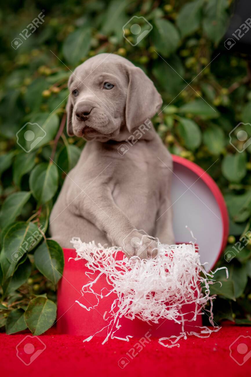 small weimaraner