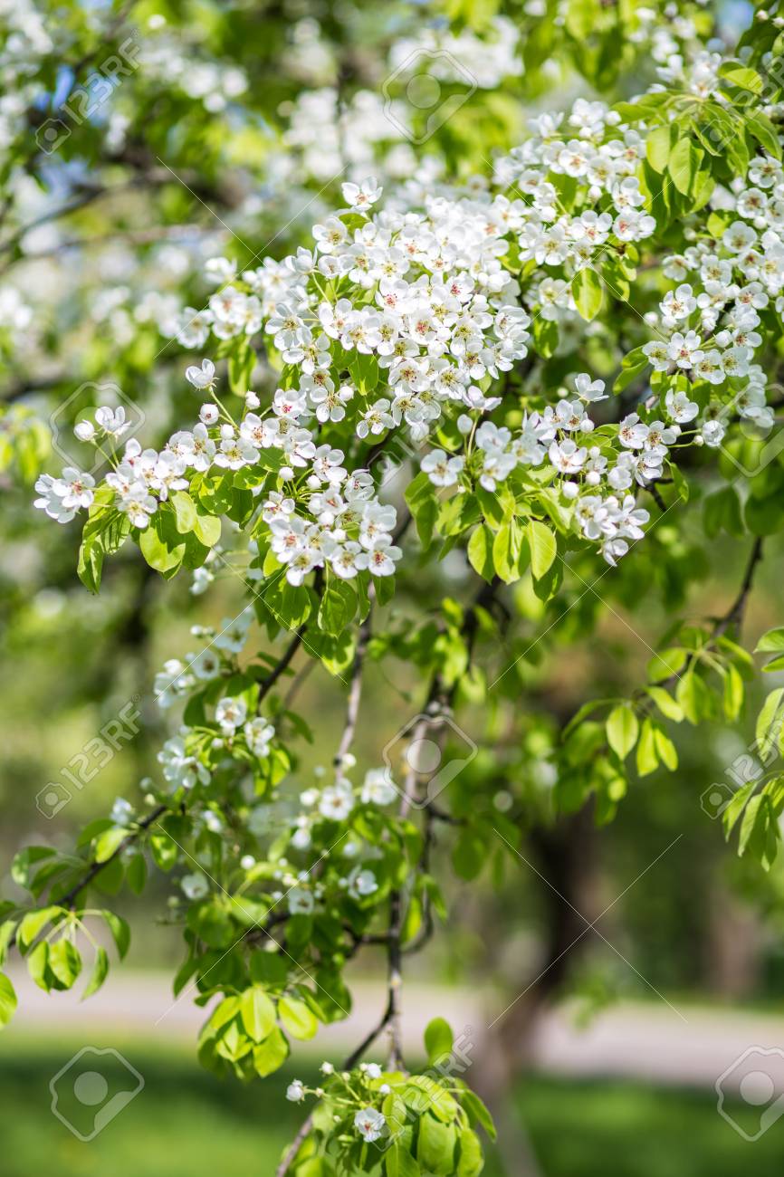 Fond De Fleur De Printemps Arbre Fleur Impression Printanière Branche Darbre De Pommier Fleur De Pommier