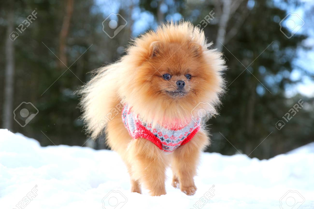 冬の森の中でかわいいポメラニアン犬 雪の森の中の犬 賢い犬 の写真素材 画像素材 Image