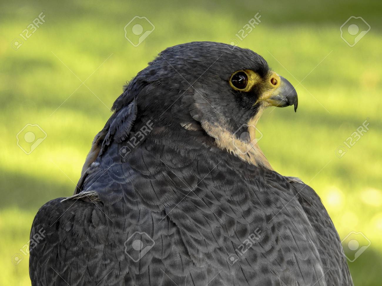 etiam-dictum-ipsum-a-felis