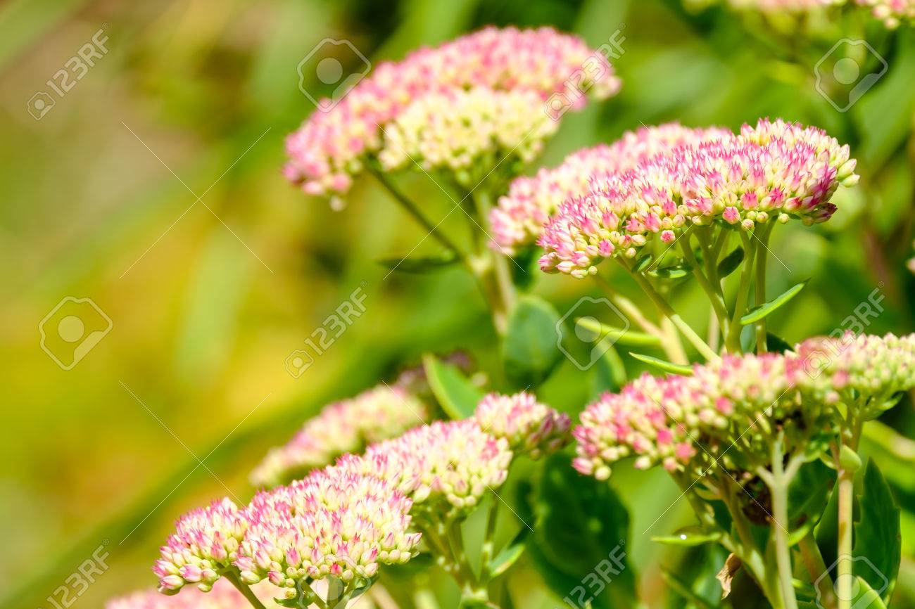 Pink Stonecrop Sedum Flowers Blossoming At Late Summer And Early Antumn Stock Photo Picture And Royalty Free Image Image